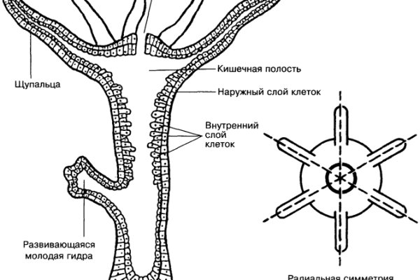 Ссылка для входа на сайт kraken